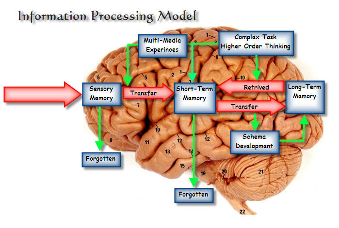 The human mind information processing theory