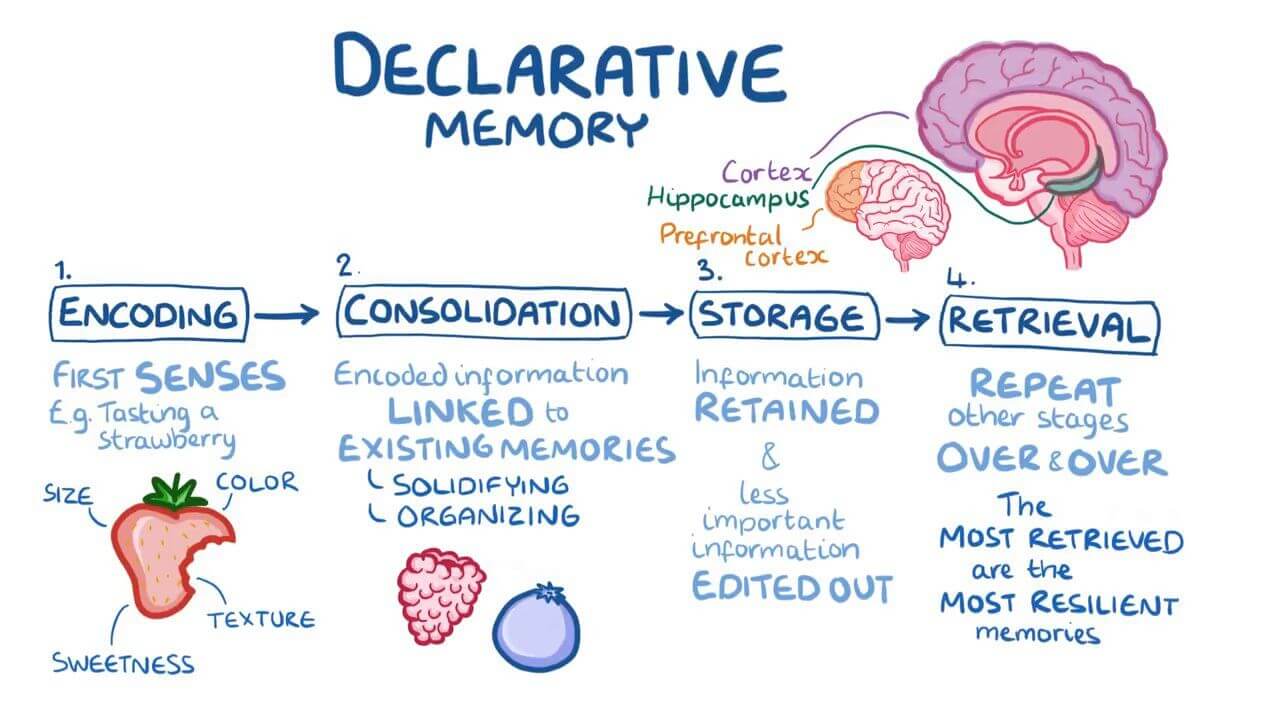 Declarative Memory