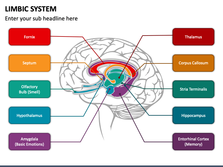 Emotional intelligence and the limbic system